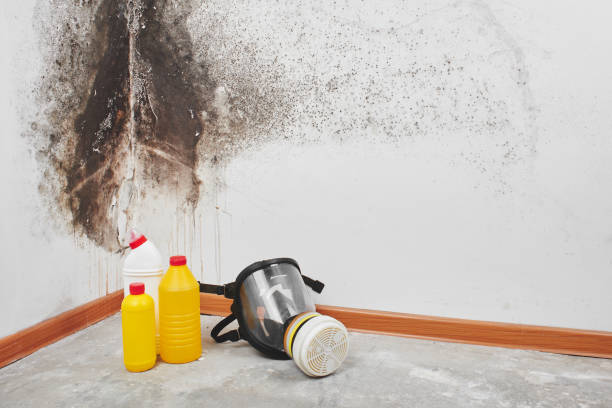 Best Local Mold Removal Service  in Five Points, OH