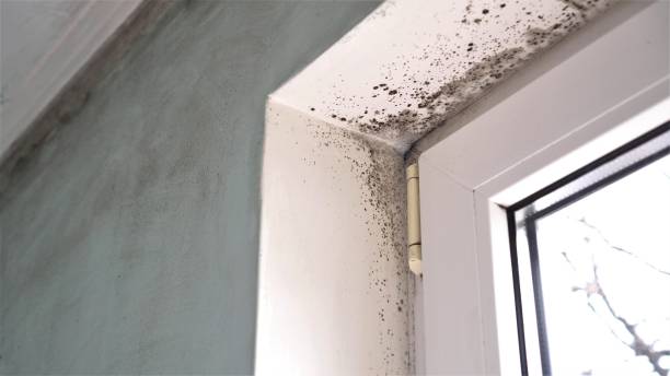 Best Certified Mold Removal  in Five Points, OH