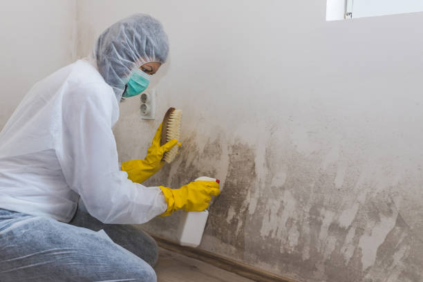 Best Home Mold Removal  in Five Points, OH