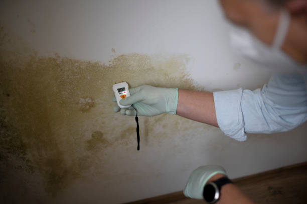 Best Mold Cleaning Services  in Five Points, OH