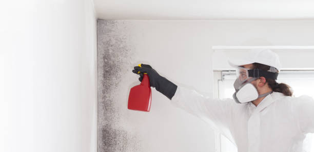 Certified Mold Removal in Five Points, OH