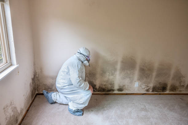 Best Toxic Mold Removal  in Five Points, OH