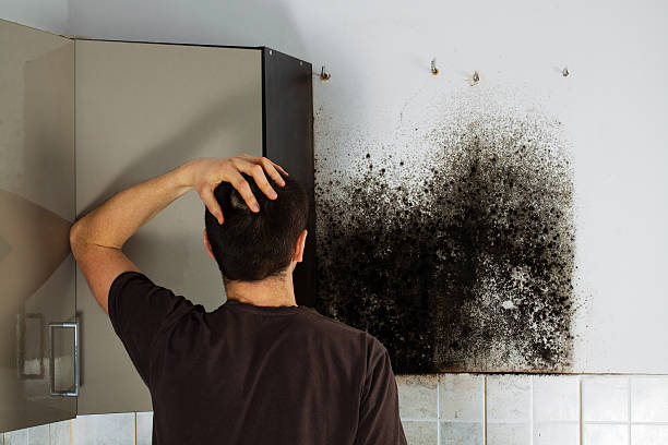 Best Local Mold Removal Service  in Five Points, OH