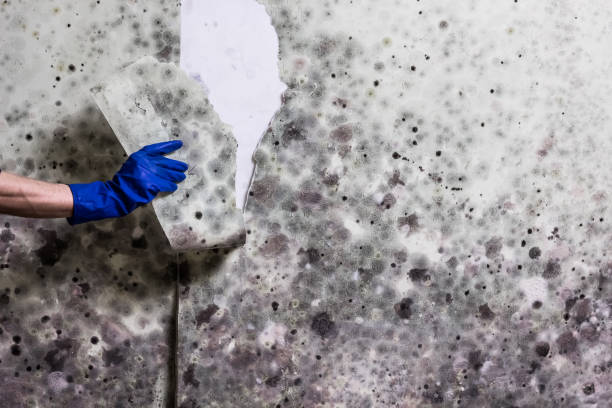 Home Mold Removal in Five Points, OH