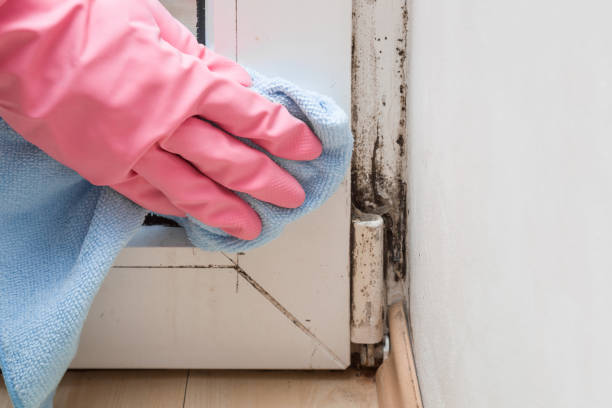 Best Certified Mold Removal  in Five Points, OH