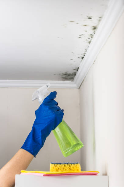 Best Mold Cleaning Services  in Five Points, OH